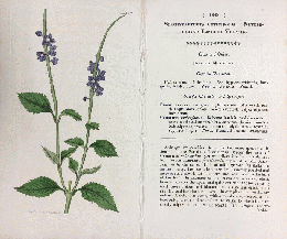 カーティス・ボタニカル・マガジン　手彩色銅版画　No.1848「STACHYTARPHETA　URTICIFOLIA.」　クマツヅラ科（バーベナ科）ホナガソウ（ナガボソウ）属