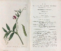 カーティス・ボタニカル・マガジン　手彩色銅版画　No.253「Lathyrus Articulatus.」　レンリソウ属（ラシラス）　原種スイートピー