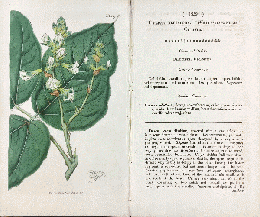 カーティス・ボタニカル・マガジン　手彩色銅版画　No.1859「Cylista Albiflora.」