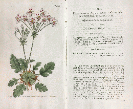 カーティス・ボタニカル・マガジン　手彩色銅版画　No.524「Pelargonium Pulchellum.」　ペラルゴニウム・プルケルム　テンジクアオイ属　多肉植物