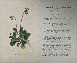 カーティス・ボタニカル・マガジン　手彩色銅版画　No.348「CALCEOLARIA FOｔHERGILLII.」　キンチャクソウ科（カルセオラリア科）カルセオラリア属　カルセオラリア・フォテルギリー