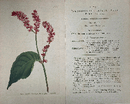 カーティス・ボタニカル・マガジン　手彩色銅版画　No.213「POLYGONUM ORIENTALE. (PERSICARIA ORIENTALIS.)」　オオケタデ　タデ科イヌタデ属