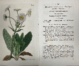 カーティス・ボタニカル・マガジン　手彩色銅版画　No.2402「ERIGERON　BELLIDIFOLIUM. (ERIGERON PULCHELLUS.)」　キク科キク亜科ムカシヨモギ属