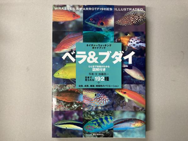 ベラ&ブダイ(加藤昌一 写真・文) / 古本、中古本、古書籍の通販は