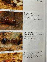 アリの巣の生きもの図鑑 = The Guests of Japanese Ants
