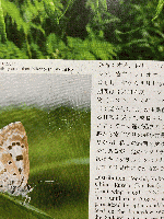アリの巣の生きもの図鑑 = The Guests of Japanese Ants