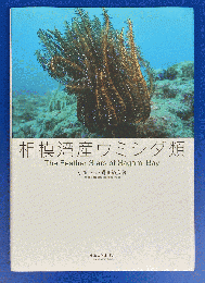 相模湾産ウミシダ類