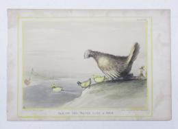 (ジョン・ドイル　リトグラフ)　No.785　Taking the Water like a Duck.