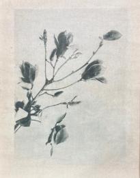 天然習画帖　第一冊　天然花卉