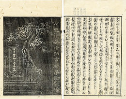 日蔭草