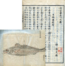 比古婆衣