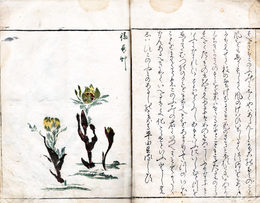草花略画式
