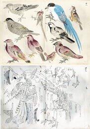 鳥類写生譜　江戸末期から明治期の画家