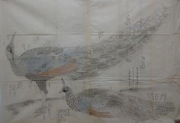 孔雀図