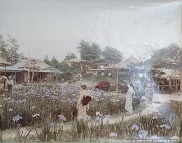 古写真　堀切菖蒲園　The garden of sweat flac in horikiri at tokyo