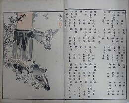 楳嶺百鳥画譜　正編の天/続天地人　4冊組