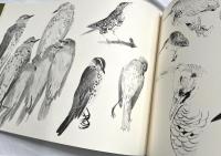 杉浦非水写生帖