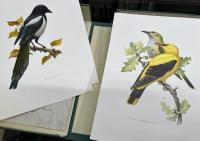 Mitteleuropäische Vögel　中央ヨーロッパの鳥　