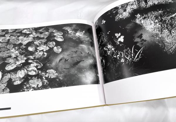 背高あわだち草 尾仲浩二写真集(尾仲浩二) / 源喜堂書店 / 古本