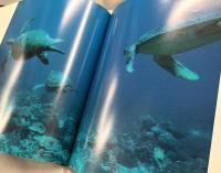 TURTLE ISLANDS Baliinese Ritual and the Green Turtle　チャールズ・リンゼイ