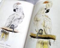 EDWARD LEAR'S BIRDS  エドワード・リア