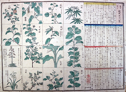 教草第十繊緯草木一覧