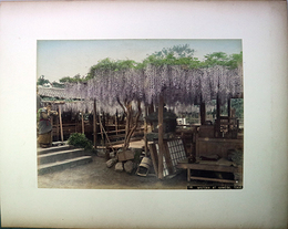 写真亀戸天満宮藤棚・神戸布引之瀧