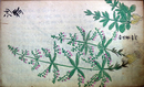 本朝薬草図解