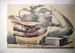 人体局所解剖図・解剖図解揃