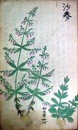 本朝薬草図解