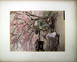 写真横浜野毛山桜之景