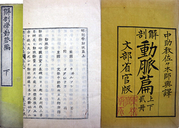 解剖学動脈編