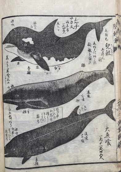 除蝗録 全 鯨図入 絵入(大蔵永常) / 古本、中古本、古書籍の通販