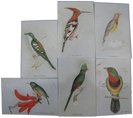 南アフリカ鳥類イラスト絵葉書
