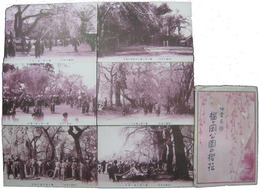 仙台名勝　榴ヶ岡公園の桜花
