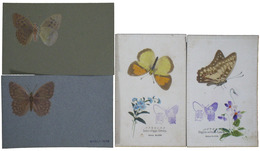 蝶標本絵葉書
