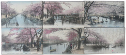 江戸川の桜