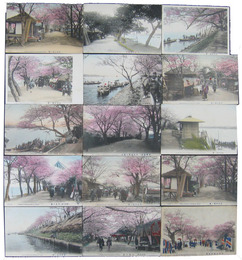 向島の桜