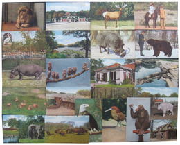 NEW YORK ZOOLOGICAL PARK