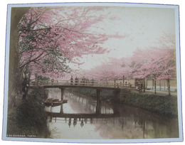 古写真　江戸川の桜