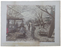 古写真　横浜野毛山の桜花