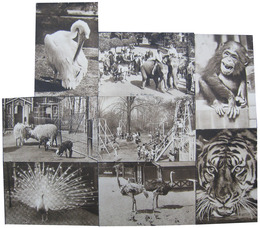 ロッテルダム動物園絵葉書