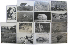 アルゼンチン野生生物絵葉書