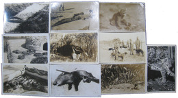 ブラジル野生生物絵葉書