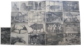 ブリュッセル王立自然史博物館　展示標本絵葉書