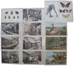 ラ・プラタ博物館絵葉書