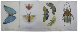 大英博物館所蔵昆虫標本原寸大絵葉書