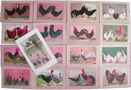 外国製鳥類刷り物