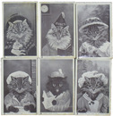 CAT STUDIESシリーズ