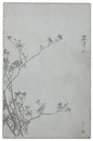 スカシ画絵葉書　岩清水